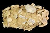 Exquisite Miniature Ammonite Fossil Cluster - France #92515-2